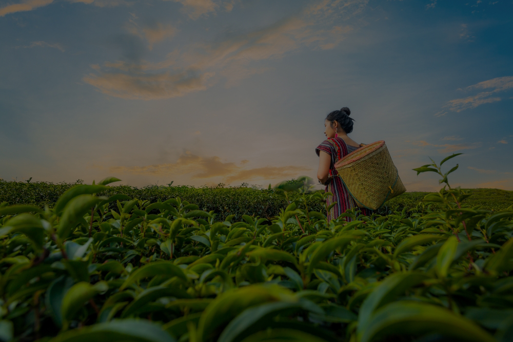Golden Tea